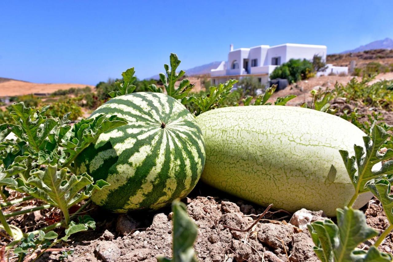 Relaxia Estate Naxos Daire Galini  Dış mekan fotoğraf